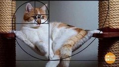 За что мы любим котиков? Доброе утро. Фрагмент