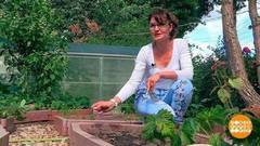 Огород: еще не поздно! Доброе утро. Фрагмент