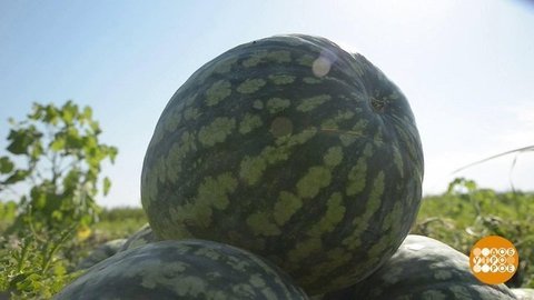 Самый сладкий арбуз. Доброе утро. Фрагмент