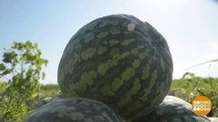 Самый сладкий арбуз. Доброе утро. Фрагмент