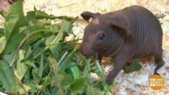 И кто тут бегемотик? Доброе утро. Фрагмент