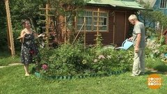 Цветам тоже жарко. Доброе утро. Фрагмент