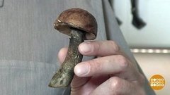 Сомневаешься - не срезай! Доброе утро. Фрагмент