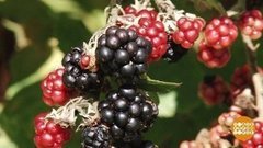 Ягоды: варим или сушим? Доброе утро. Фрагмент21