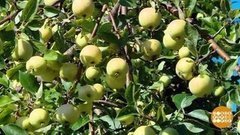 Яблок много не бывает! Доброе утро. Фрагмент