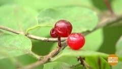 Ядовитые растения. Опознать и… обойти стороной. Доброе утро. Фрагмент