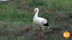 Спасение Авроры. Доброе утро. Суббота. Фрагмент