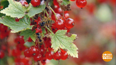 «Ой, меня укусила оса!». Доброе утро. Фрагмент