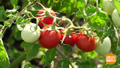 Томаты: черные, зеленые, полосатые, лохматые! Доброе утро. Фрагмент