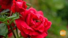 Миллион алых — и не только — роз! Доброе утро. Фрагмент