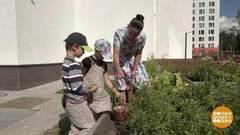 «Дозреваем» овощи и фрукты. Доброе утро. Фрагмент