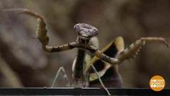 Богомол-призрак и не только. Доброе утро. Фрагмент