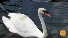 В мире. Перепись уникальных лебедей. Доброе утро. Фрагмент