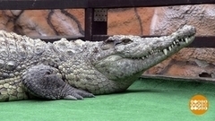 Крокодил Федя и алтайские страусы. Доброе утро. Фрагмент