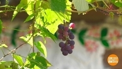 Виноград «страдает»? Это хорошо! Доброе утро. Фрагмент
