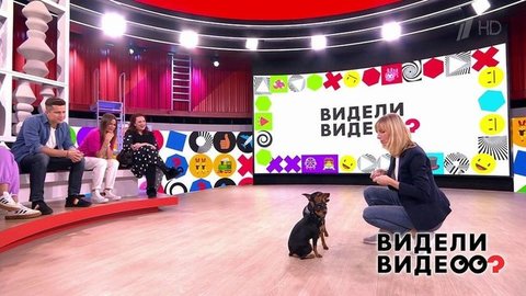 Веселые барашки, будущий секретный агент, героическая овчарка. Видели видео? Часть 2