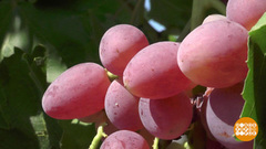 Крым. Виноград поспел! Доброе утро. Фрагмент