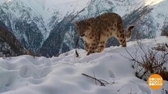 Редкие кадры из заповедников. Доброе утро. Фрагмент