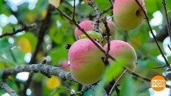 Межевание: как правильно? Доброе утро. Фрагмент