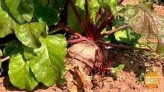 Свекла: правильно выбираем, правильно храним. Доброе утро. Фрагмент