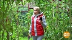 Наводим порядок в теплице. Доброе утро. Суббота. Фрагмент