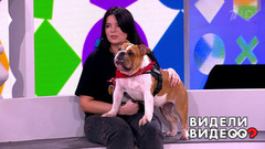 Голодный кот, кусачий доберман, овчарка-воришка. Видели видео? Часть 2