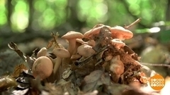 Сезон опят. Доброе утро. Фрагмент