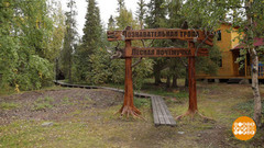 Лес, которому 10 000 лет. Доброе утро. Фрагмент