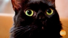 Как помирить котов. Доброе утро. Суббота. Фрагмент