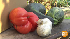 Овощи-гиганты. Доброе утро. Фрагмент