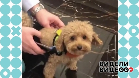 Видели видео? Анонс