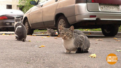 Котики под капотом. Доброе утро. Фрагмент