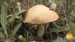 Грибы. Последняя волна? Доброе утро. Фрагмент