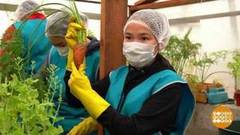 Якутская морковка, свекла и огурчики. Доброе утро. Фрагмент