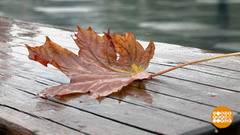 Осеннее настроение – как поправить? Доброе утро. Фрагмент