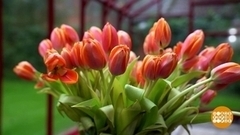 Осенняя высадка тюльпанов. Доброе утро. Суббота. Фрагмент