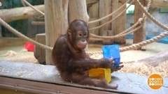 Зачем орангутангам одеяла? Доброе утро. Фрагмент