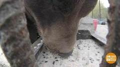 Каша для мишки. Доброе утро. Фрагмент