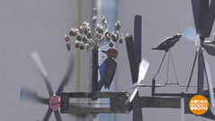 Необычные флюгеры. Доброе утро. Фрагмент