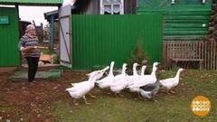 Осень на селе. Доброе утро. Суббота. Фрагмент