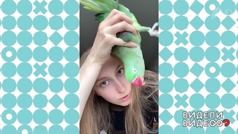Попугай: инструкция по применению. Видели видео? Фрагмент