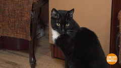 Пушистые генераторы тепла. Доброе утро. Фрагмент