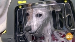 Правила перевозки животных в самолете. Доброе утро. Фрагмент