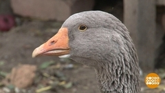 Живность на садовом участке: можно или нет? Доброе утро. Фрагмент