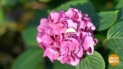 Гортензия готовится к зиме. Доброе утро. Суббота. Фрагмент