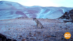 Международный день снежного барса. Доброе утро. Суббота. Фрагмент