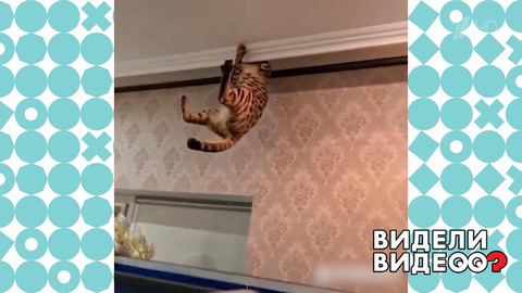 Кошка висит на потолке. Видели видео? Фрагмент
