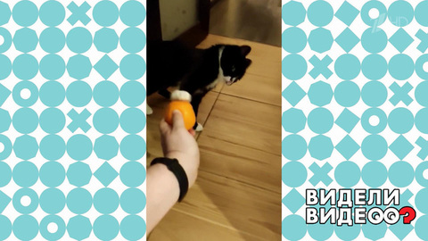 Кошка, которая ненавидит цитрусы. Видели видео? Фрагмент