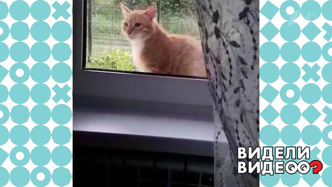 Бобтейл стучится в окно. Видели видео? Фрагмент