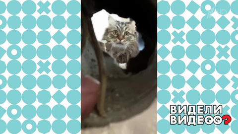 Кот заглянул в дыру. Видели видео? Фрагмент